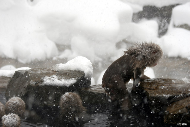 雪景色 冬 長野 地獄谷野猿公苑(猿温泉 snow monkey) 雪景色 冬 長野 地獄谷野猿公苑(猿温泉 snow monkey)